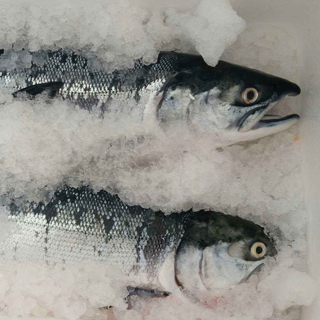 fish
