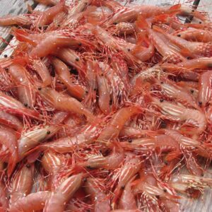 spot prawns